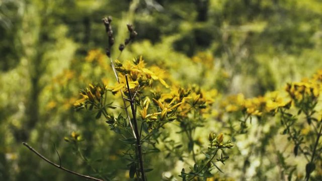 wildflowers, in Los Andes Mountains of Chile
