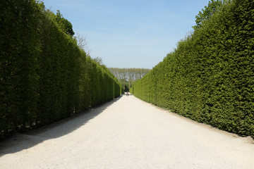 Straight pathway between tall green hedges in Versailes gardens, Paris, France. Symmetrical landscape design and famous tourist attraction in French royal palace grounds.