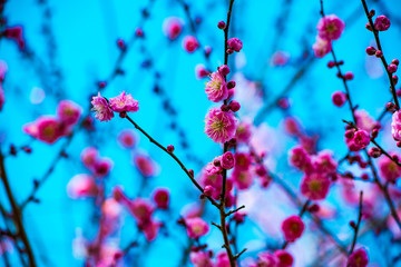 農業公園の梅