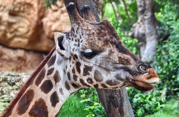 Specimen of giraffe (Giraffa camelopardis)