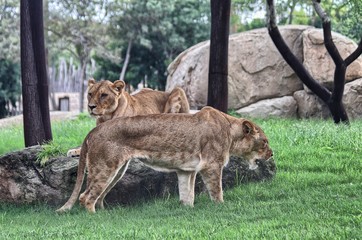 A female lion (Panthera leo) at the zoo