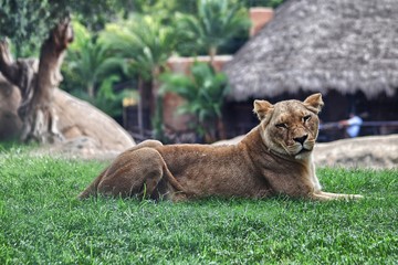 A female lion (Panthera leo) at the zoo