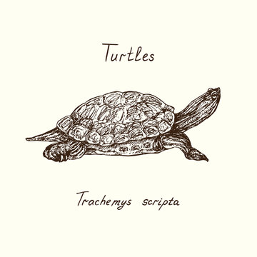 Trachemys scripta elegans (red-eared slider,  red-eared terrapin, water slider) side view, Turtles collection, hand drawn doodle, drawing sketch
