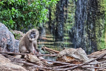 Femal drill monkey with baby (Mandrillus Leucophaeus)
