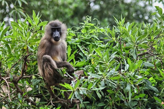 Young drill monkey sitting on tree (Mandrillus Leucophaeus)