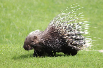 Cape Porcupine (Hystrix africaeaustralis), adult walking