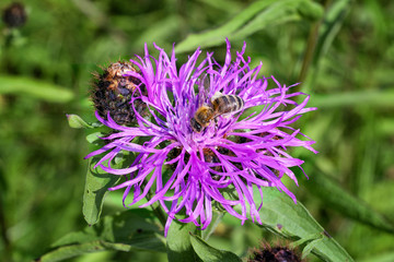 Burdock thorny purple flower, green buds and leaves in herbal garden. Blooming medicinal plant burdock.