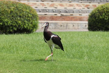 Abdim's Stork (Ciconia abdimii), walking on grass
