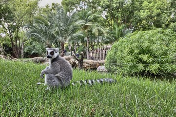 Ring tailed lemur (Lemur catta)
