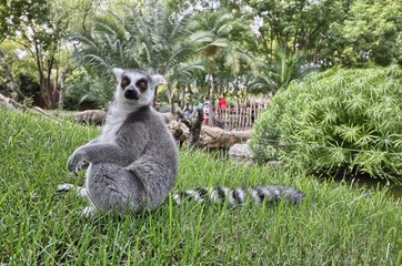 Ring tailed lemur (Lemur catta) © murasal