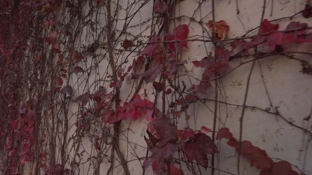 Red Ivy Vines Grow and Climb Wall, Closeup Sliding Shot