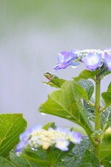 雨の中、紫陽花の葉の上で佇むカエル