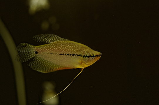 Gurami Bilder Durchsuchen 116 Archivfotos, und Videos