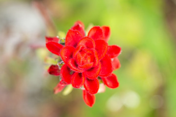 Fototapeta premium el terrero