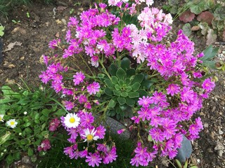 Fototapeta premium Lewisia flowers in the garden