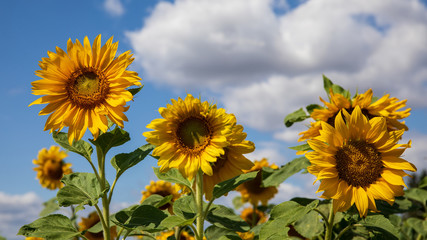 Obraz premium Sonnenblumen 33