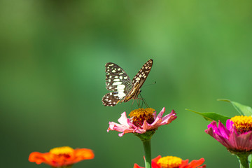 Butterfly flying Wild flowers of clover and butterfly in a meadow in nature in the rays of sunlight in summer in the spring close-up of a macro. A picturesque colorful artistic image with a soft focus