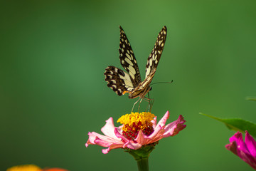 Butterfly flying Wild flowers of clover and butterfly in a meadow in nature in the rays of sunlight in summer in the spring close-up of a macro. A picturesque colorful artistic image with a soft focus