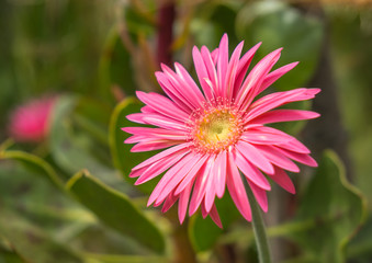 Obraz premium Gerbera Daisy, pink flower, close up