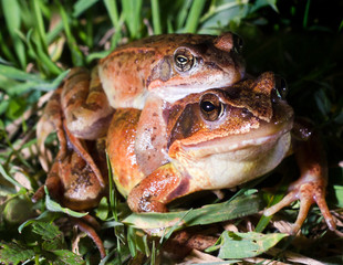 two frogs of the temporary species copulating