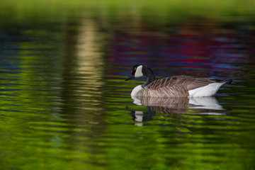 Canada geese (Branta canadensis). Wild bird goose in back light morning