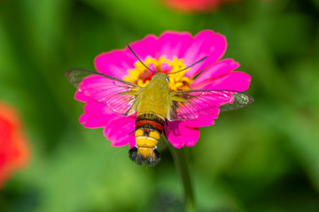 Butterfly flying Wild flowers of clover and butterfly in a meadow in nature in the rays of sunlight in summer in the spring close-up of a macro. A picturesque colorful artistic image with a soft focus