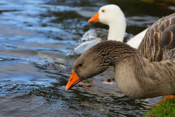 Domestic geese swimming in the lake by the shore with one goose flapping its wings