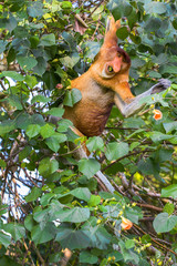 A highly Endangered Proboscis Monkey (Nasalis larvatus) sitting in a tree & looking very pensive in the wild jungles of Borneo.