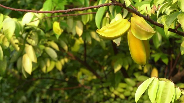  Star fruit, or Carambola hanging on a tree in the garden.