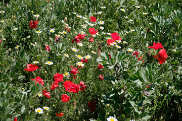 Field of wildflowers mainly poppies and daisies in dark green grass