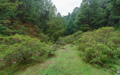 Green forest