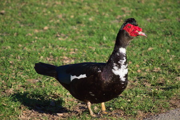 A duck standing on the grass of a park