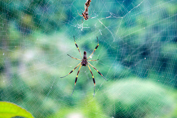 spider
