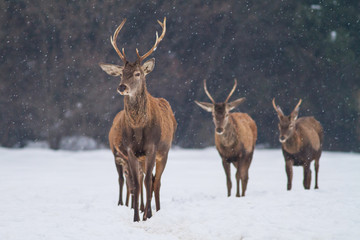 Naklejka na ściany i meble The Red Deer, Cervus elaphus running in the snow, in typical winter environment,