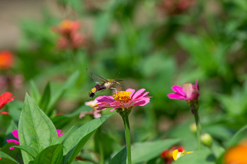 Butterfly flying Wild flowers of clover and butterfly in a meadow in nature in the rays of sunlight in summer in the spring close-up of a macro. A picturesque colorful artistic image with a soft focus