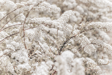 Close up of white beautiful spiraea flowers