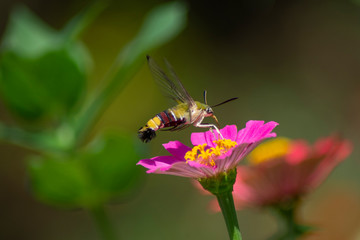 Butterfly flying Wild flowers of clover and butterfly in a meadow in nature in the rays of sunlight in summer in the spring close-up of a macro. A picturesque colorful artistic image with a soft focus