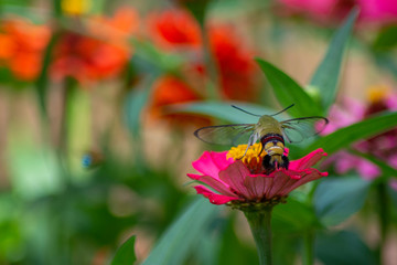 Butterfly flying Wild flowers of clover and butterfly in a meadow in nature in the rays of sunlight in summer in the spring close-up of a macro. A picturesque colorful artistic image with a soft focus