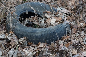 garbage from one black old tire overgrown with dry gray grass and fallen leaves on nature