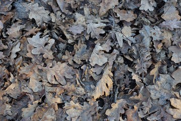 natural plant gray texture from a pile of dry fallen oak leaves
