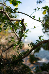 Genova Nervi is a rustic seaside Italian town in Italian Riviera