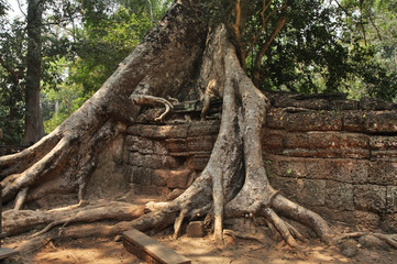 Ta Prohm temple at Angkor. Siem Reap province. Cambodia