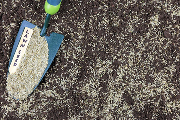 Lawn seed on a garden trowel 
