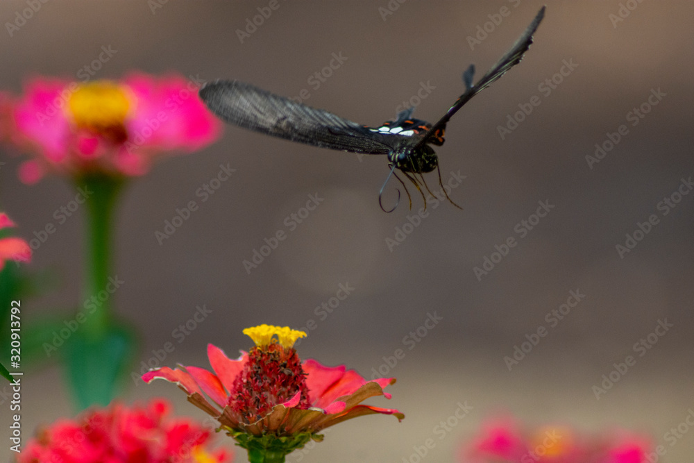 Wall mural Butterfly flying Wild flowers of clover and butterfly in a meadow in nature in the rays of sunlight in summer in the spring close-up of a macro. A picturesque colorful artistic image with a soft focus