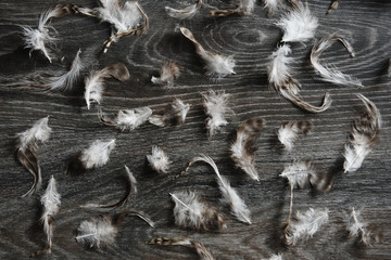 background feathers scattered on a wooden table