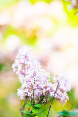 Fototapeta na wymiar Spring branch of blossoming lilac. Lilac flowers bunch over blurred background. Purple lilac flower with blurred green leaves. Valentine's day. Copy space