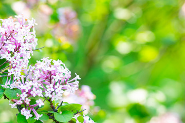 Spring branch of blossoming lilac. Lilac flowers bunch over blurred background. Purple lilac flower with blurred green leaves. Valentine's day. Copy space
