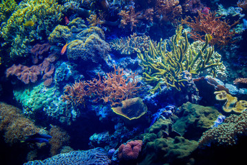 Fototapeta na wymiar Beautiful algae and corals with bright colorful fish in the aquarium.