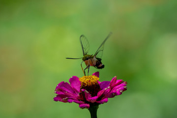 Obraz premium Butterfly flying Wild flowers of clover and butterfly in a meadow in nature in the rays of sunlight in summer in the spring close-up of a macro. A picturesque colorful artistic image with a soft focus