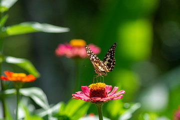 Butterfly flying Wild flowers of clover and butterfly in a meadow in nature in the rays of sunlight in summer in the spring close-up of a macro. A picturesque colorful artistic image with a soft focus